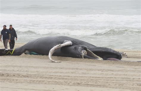 Post-mortem exams being performed on 2 dead whales seen floating off New York this week